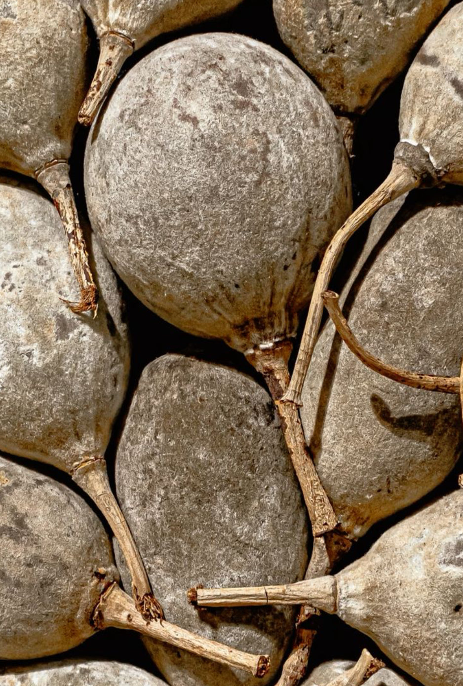 Pulpe de baobab ce super aliment (superfood) encore méconnu.